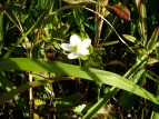 Eo`\E Parnassia palustris