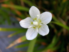 Eo`\E Parnassia palustris