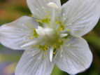 Eo`\E Parnassia palustris