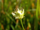 Eo`\E Parnassia palustris