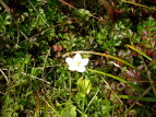 Eo`\E Parnassia palustris