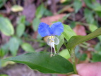 cNT Commelina communis