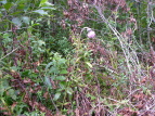 IjAU~ Cirsium borealinipponense