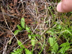 IjAU~ Cirsium borealinipponense