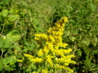 ZC^JA_`\E Solidago altissima