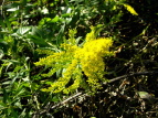 ZC^JA_`\E Solidago altissima