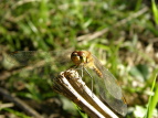 ALAJl Sympetrum frequens