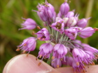 }bLE Allium thunbergii
