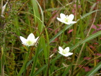 Eo`\E Parnassia palustris