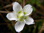 Eo`\E Parnassia palustris