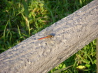 ALAJl Sympetrum frequens