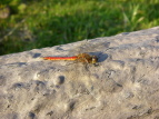 ALAJl Sympetrum frequens