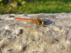 ALAJl Sympetrum frequens