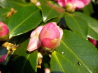 TUJ Camellia sasanqua