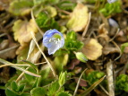 IICkmtO Veronica persica