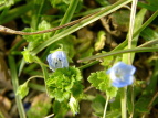 IICkmtO Veronica persica