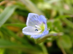 IICkmtO Veronica persica