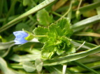 IICkmtO Veronica persica