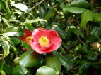 coL Camellia japonica