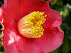 coL Camellia japonica