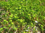 gE_COT@Euphorbia helioscopia