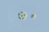  Lobosphaeropsis pyrenoidosa