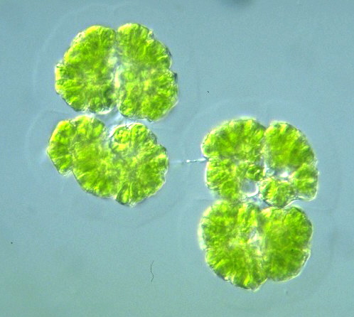 Botryococcus Braunii