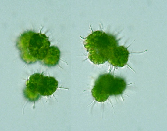 botryococcus braunii