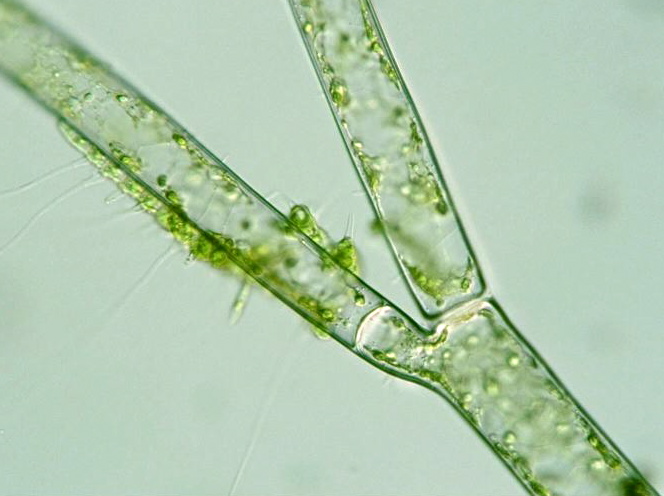 Single Cell Algae