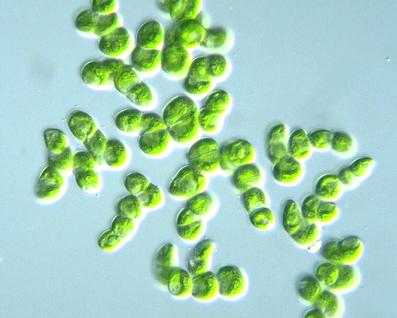 chlorophyta images