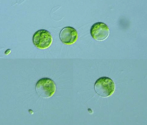 algae unicellular