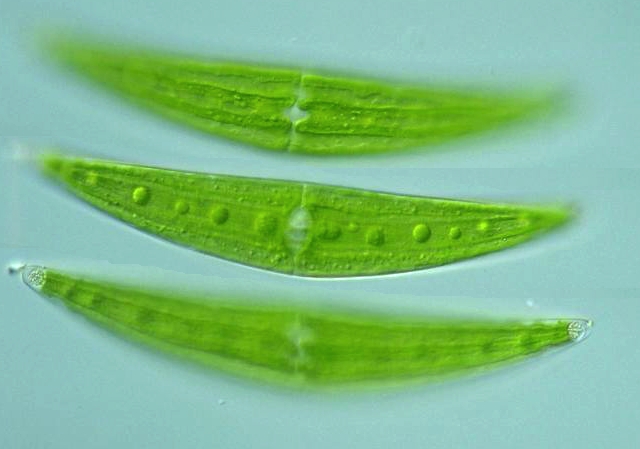 Closterium moniliferum alga
