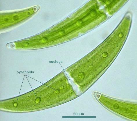 http://protist.i.hosei.ac.jp/pdb/images/chlorophyta/closterium/moniliferum/moniliferum.jpg