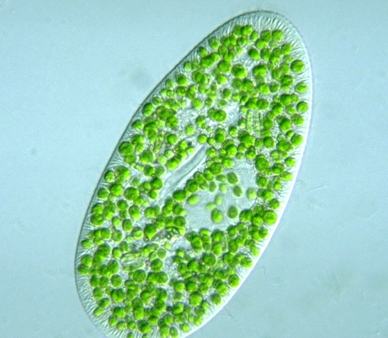 Ciliophora Paramecium