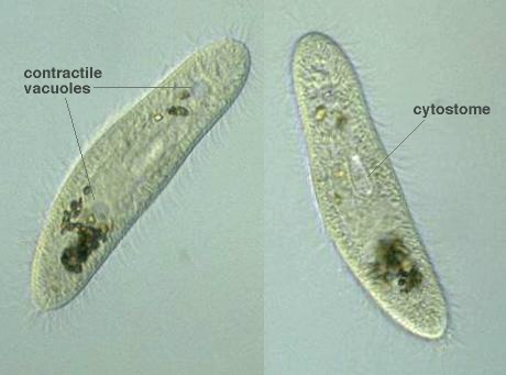 shape of paramecium