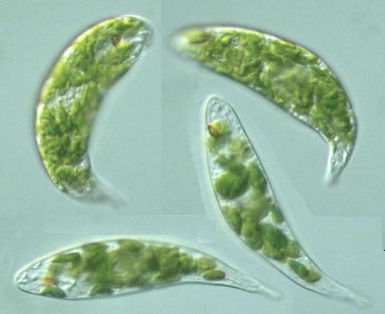 picture of euglena