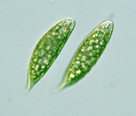 Euglena Proxima