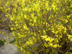 O[p[N ME Forsythia viridissima