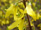 O[p[N ME Forsythia viridissima