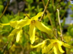 ME Forsythia viridissima