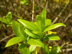 ME Forsythia viridissima