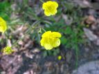 E}mAVK^ Ranunculus japonicus