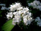 S}M Viburnum sieboldii