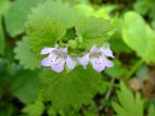 JLhIV Glechoma hederacea