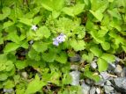  JLhIV Glechoma hederacea