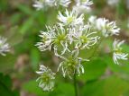 cブ J}c\E Thalictrum aquilegifolium