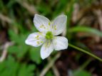 j\E Anemone flaccida