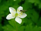 j\E Anemone flaccida