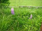 siX Lupinus polyphyllus