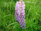 siX Lupinus polyphyllus